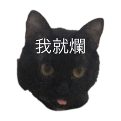 三隻笨貓