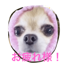 すぐキレるチワワのナナ チョコ Line スタンプ Line Store すぐキレるチワワのナナ チョコ Line スタンプ Line Store