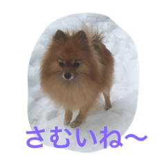 Pomeranian  kotetsu