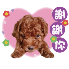 狗狗日常貼圖..