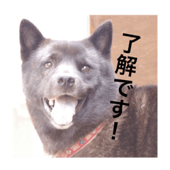 日本犬 甲斐犬 くーちゃん 写真スタンプ