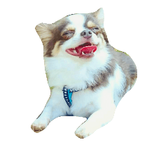 chihuahua_chagamaru