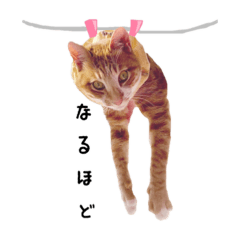 kumachan_20220304192711