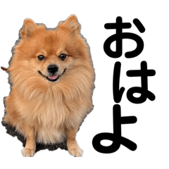 boo_20220304174257 – LINE stickers | LINE STORE