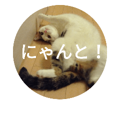 Cat KAICHO