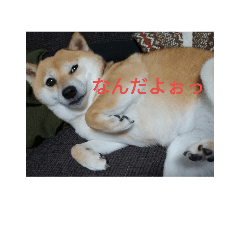 shibainu egawa2