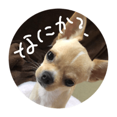 kote kote