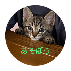 akari_20220304144234