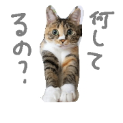 AKORONanimal