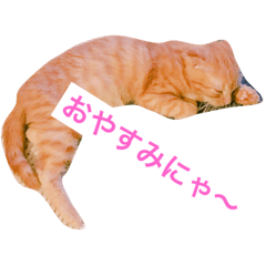 Cat Tawashi