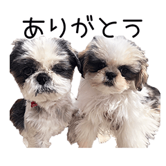 PURIN MOMO MOMI MOCHI