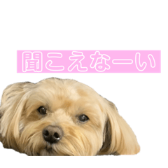 ai_20220305123223