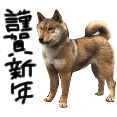 2018 shikokuinu shikokuken