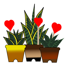 奇妙花園:虎尾蘭的日常