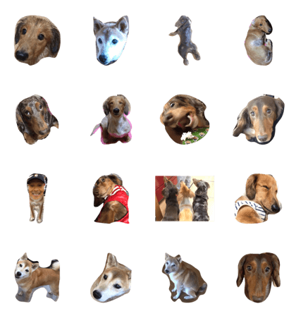 dog and dog! dog and dog!