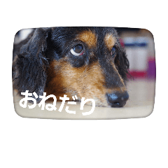 miniature dachshund-nana