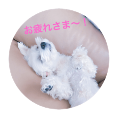 Matthew-kun 1