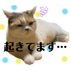 orange_20220305160726