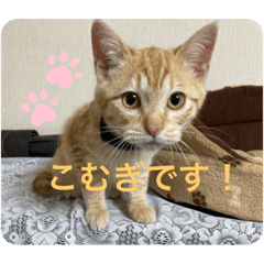 ayumi_20220305123716