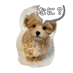 楽しみ！みんなかって！