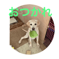 Yugo_20220306073440