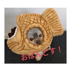 Loki the Yorkshire Terrier2