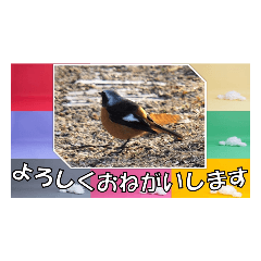 鳥シリーズ 敬語