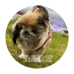 miki_20220306073028