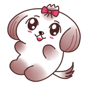 The shih Tzu which is healing