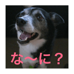 MIX犬★食いしん坊くぅの日常【青春編】
