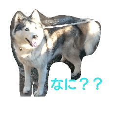 Siberian Husky's Kotarou-kun!