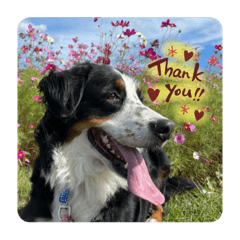 :Bernese Mountain Dog: