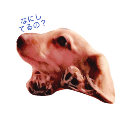 DOG WOLD second