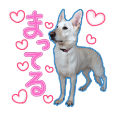 犬！ホワイトシェパード