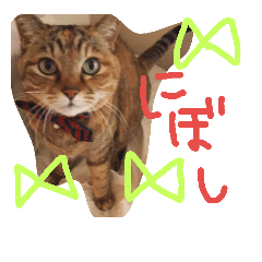 family cats and dog
