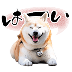 Shiba inu Sticker RIN's friend 03