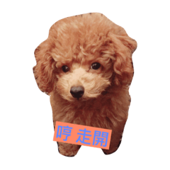 DOG Q