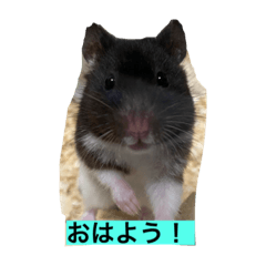 kaito_20220307020942