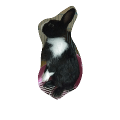 bunny rabbit www