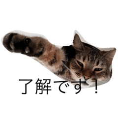 Cat of Kawasaki SAN CHI