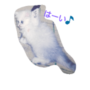 Silver cat!