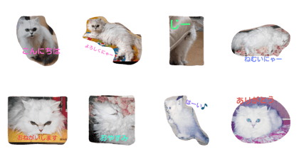 Silver cat!