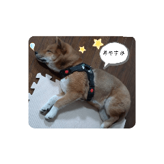 RISA_20220306180540