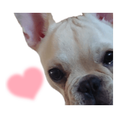 Let's talk with the French Bulldog