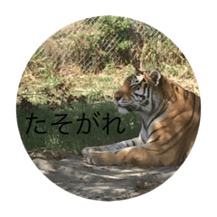 animal animal animals