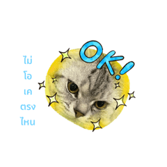 meaw_20220306210313