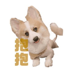 柯基底迪❤️