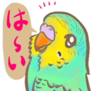 Talkative budgerigars