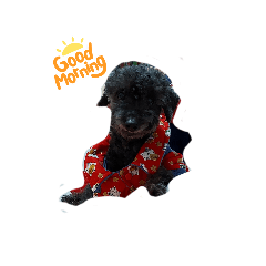 Q寶～黑妞日常生活