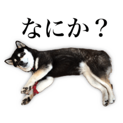 shibainu black